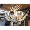 Image 4 : Brand New 4 Light Whitetail Antler Chandelier