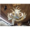 Image 5 : Brand New 4 Light Whitetail Antler Chandelier