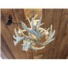 Image 6 : Brand New 4 Light Whitetail Antler Chandelier