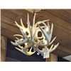 Image 7 : Brand New 4 Light Whitetail Antler Chandelier