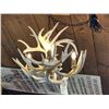 Image 8 : Brand New 4 Light Whitetail Antler Chandelier