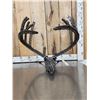 Image 6 : Spectacular Whitetail Skull Metal Sculpture