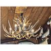 Image 11 : GORGEOUS 8 Light Mule Deer Antler Chandelier