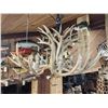 Image 13 : GORGEOUS 8 Light Mule Deer Antler Chandelier