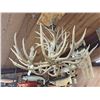 Image 14 : GORGEOUS 8 Light Mule Deer Antler Chandelier