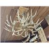 Image 15 : GORGEOUS 8 Light Mule Deer Antler Chandelier