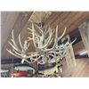 Image 16 : GORGEOUS 8 Light Mule Deer Antler Chandelier