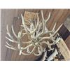 Image 17 : GORGEOUS 8 Light Mule Deer Antler Chandelier
