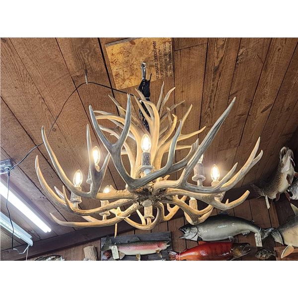 GORGEOUS 8 Light Mule Deer Antler Chandelier
