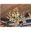 Image 6 : GORGEOUS 8 Light Mule Deer Antler Chandelier