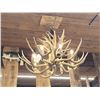 Image 9 : GORGEOUS 8 Light Mule Deer Antler Chandelier
