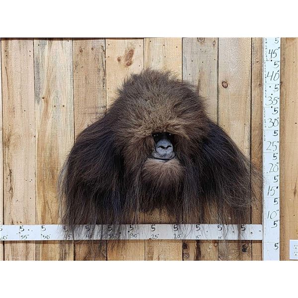Bigfoot Or Sasquatch Shoulder Mount Taxidermy