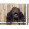 Image 1 : Bigfoot Or Sasquatch Shoulder Mount Taxidermy