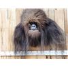 Image 2 : Bigfoot Or Sasquatch Shoulder Mount Taxidermy