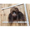 Image 3 : Bigfoot Or Sasquatch Shoulder Mount Taxidermy