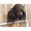 Image 5 : Bigfoot Or Sasquatch Shoulder Mount Taxidermy