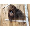 Image 6 : Bigfoot Or Sasquatch Shoulder Mount Taxidermy