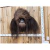 Image 7 : Bigfoot Or Sasquatch Shoulder Mount Taxidermy
