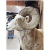 Image 10 : MONSTER Boone & Crockett Recod Book Rocky Mountain Bighorn Sheep Full Body Taxidermy Mount