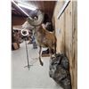 Image 11 : MONSTER Boone & Crockett Recod Book Rocky Mountain Bighorn Sheep Full Body Taxidermy Mount