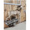 Image 12 : MONSTER Boone & Crockett Recod Book Rocky Mountain Bighorn Sheep Full Body Taxidermy Mount