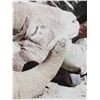 Image 15 : MONSTER Boone & Crockett Recod Book Rocky Mountain Bighorn Sheep Full Body Taxidermy Mount