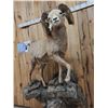 Image 17 : MONSTER Boone & Crockett Recod Book Rocky Mountain Bighorn Sheep Full Body Taxidermy Mount