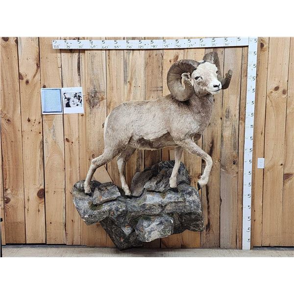 MONSTER Boone & Crockett Recod Book Rocky Mountain Bighorn Sheep Full Body Taxidermy Mount