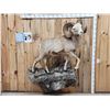 Image 1 : MONSTER Boone & Crockett Recod Book Rocky Mountain Bighorn Sheep Full Body Taxidermy Mount