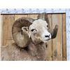 Image 2 : MONSTER Boone & Crockett Recod Book Rocky Mountain Bighorn Sheep Full Body Taxidermy Mount