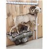 Image 3 : MONSTER Boone & Crockett Recod Book Rocky Mountain Bighorn Sheep Full Body Taxidermy Mount