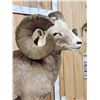 Image 4 : MONSTER Boone & Crockett Recod Book Rocky Mountain Bighorn Sheep Full Body Taxidermy Mount