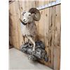 Image 5 : MONSTER Boone & Crockett Recod Book Rocky Mountain Bighorn Sheep Full Body Taxidermy Mount