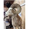 Image 6 : MONSTER Boone & Crockett Recod Book Rocky Mountain Bighorn Sheep Full Body Taxidermy Mount