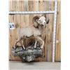 Image 7 : MONSTER Boone & Crockett Recod Book Rocky Mountain Bighorn Sheep Full Body Taxidermy Mount