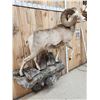 Image 8 : MONSTER Boone & Crockett Recod Book Rocky Mountain Bighorn Sheep Full Body Taxidermy Mount