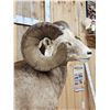 Image 9 : MONSTER Boone & Crockett Recod Book Rocky Mountain Bighorn Sheep Full Body Taxidermy Mount