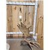 Image 4 : Awesome Self Standing Moose Shed Antler Lamp