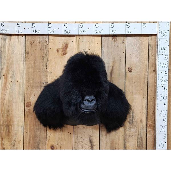 100% Reproduction Silver Back Gorilla Shoulder Mount Taxidermy