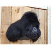Image 3 : 100% Reproduction Silver Back Gorilla Shoulder Mount Taxidermy