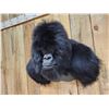 Image 4 : 100% Reproduction Silver Back Gorilla Shoulder Mount Taxidermy