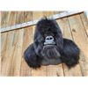 Image 5 : 100% Reproduction Silver Back Gorilla Shoulder Mount Taxidermy