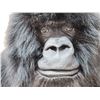 Image 6 : 100% Reproduction Silver Back Gorilla Shoulder Mount Taxidermy