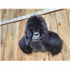 Image 7 : 100% Reproduction Silver Back Gorilla Shoulder Mount Taxidermy