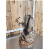 Image 10 : Gorgeous Gray Fox Full Body Taxidermy Mount