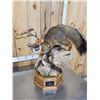 Image 11 : Gorgeous Gray Fox Full Body Taxidermy Mount