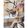 Image 12 : Gorgeous Gray Fox Full Body Taxidermy Mount