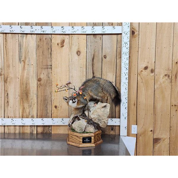 Gorgeous Gray Fox Full Body Taxidermy Mount