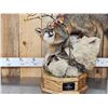 Image 2 : Gorgeous Gray Fox Full Body Taxidermy Mount