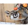 Image 3 : Gorgeous Gray Fox Full Body Taxidermy Mount